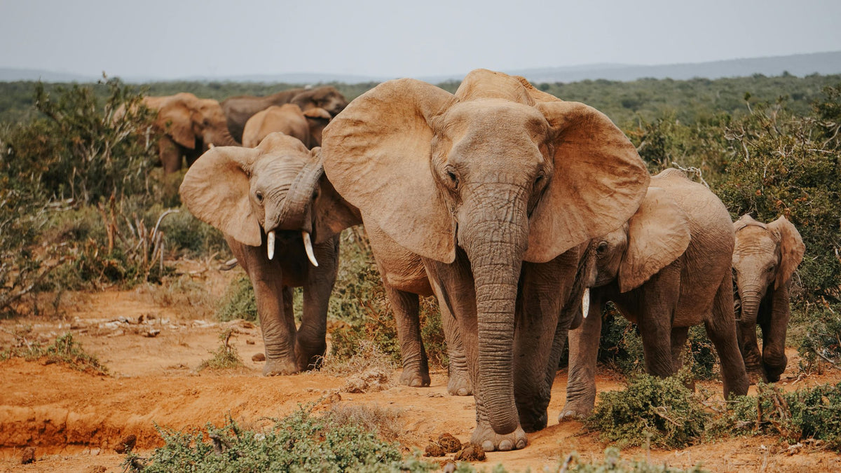 Learn More > East Africa Safari WhatsApp Chat Group