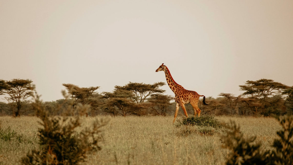 East Africa Safari